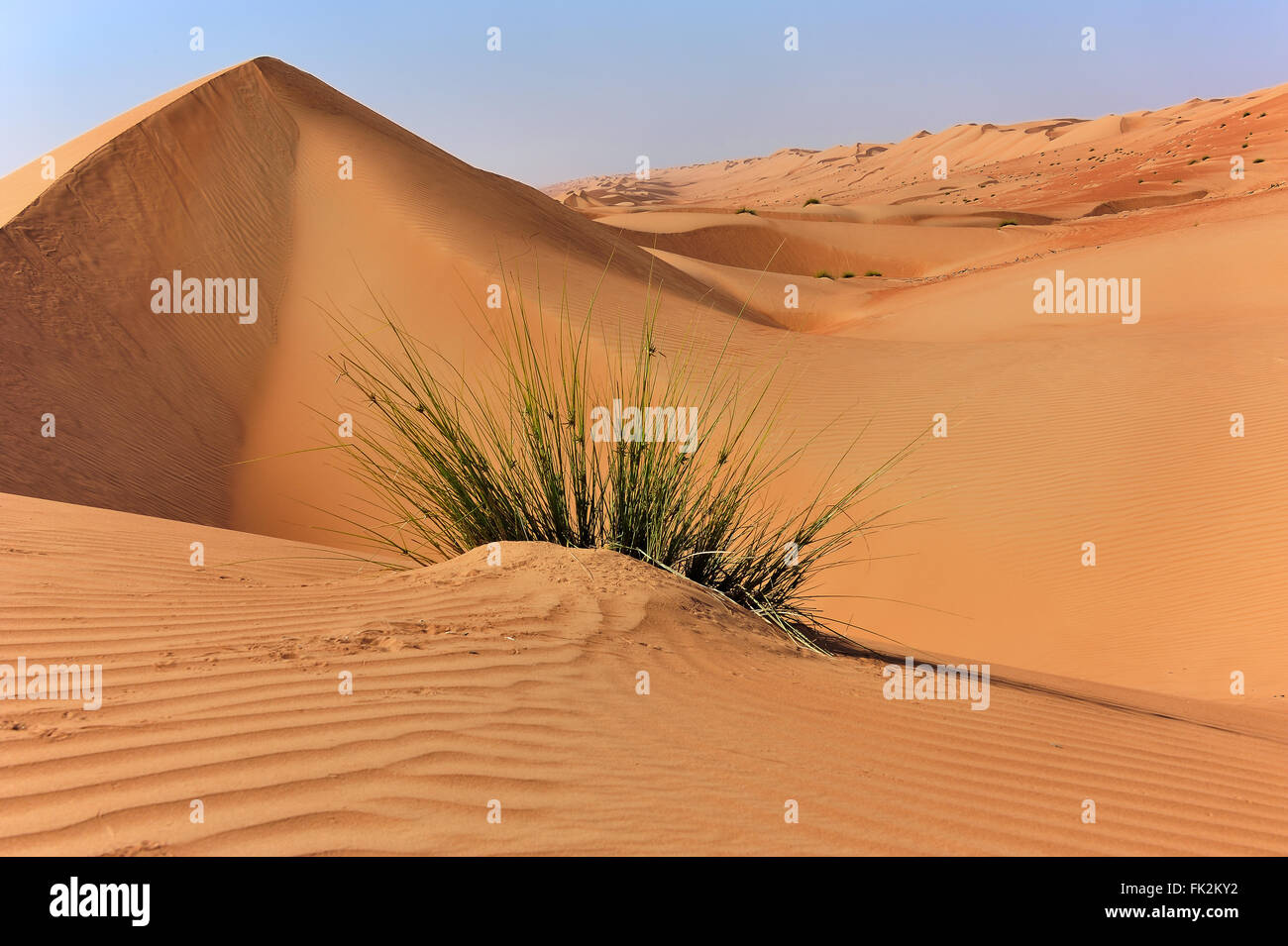 Dünen in Sharqiya Sand, Wüste des Oman Stockfoto