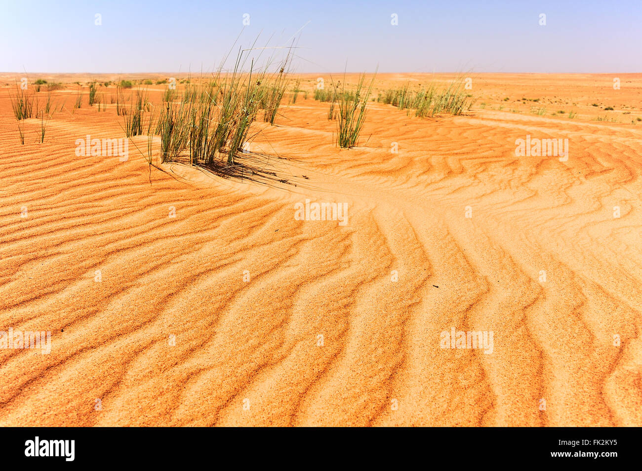 Dünen in Sharqiya Sand, Wüste des Oman Stockfoto