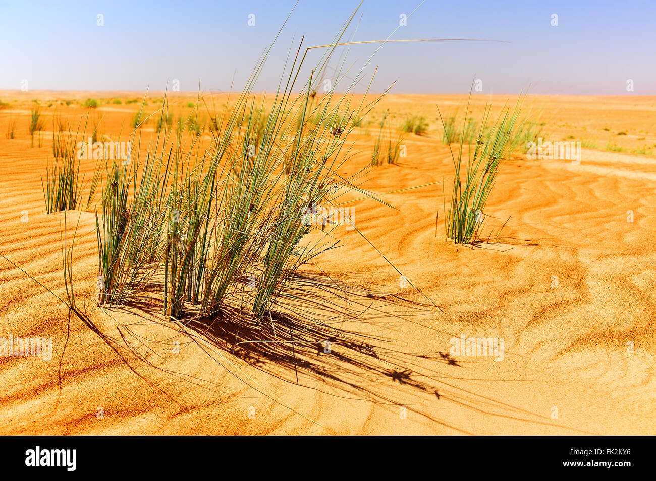 Dünen in Sharqiya Sand, Wüste des Oman Stockfoto
