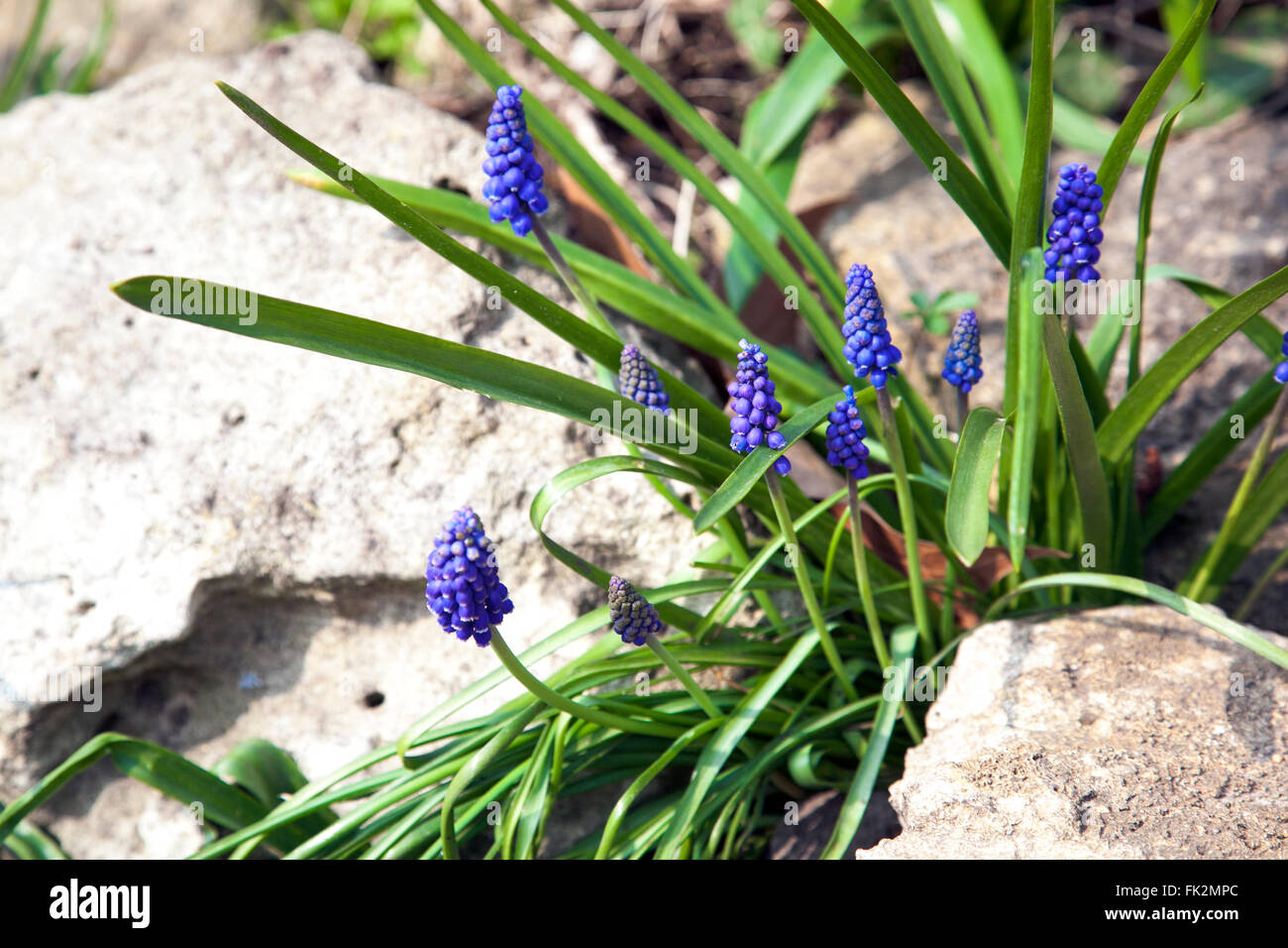 Eine Handvoll Traubenhyazinthen zwischen Felsen wachsen Stockfoto