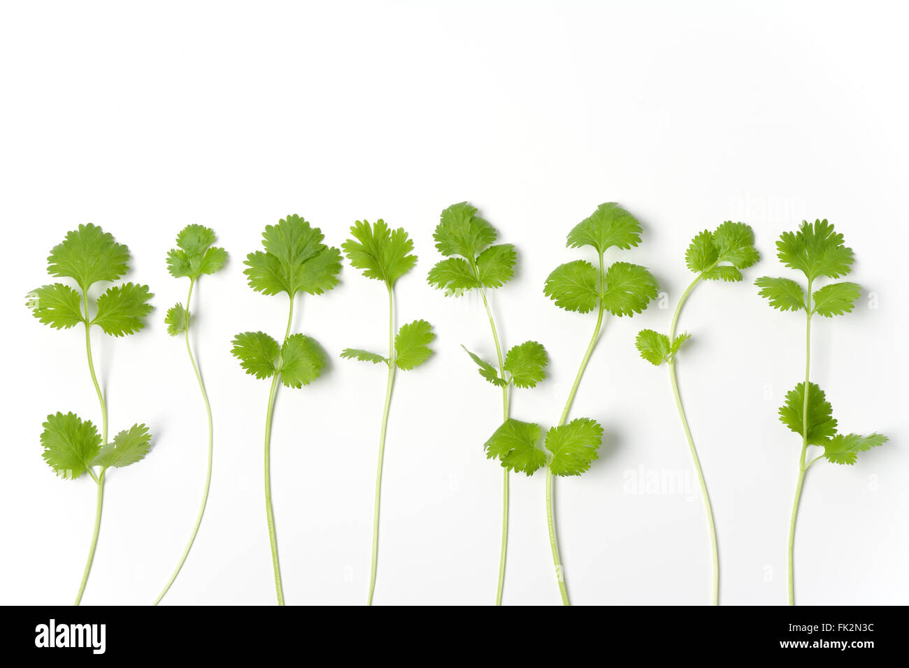 Frische Zweige Coriandrum Sativum In A Row auf weißem Hintergrund Stockfoto