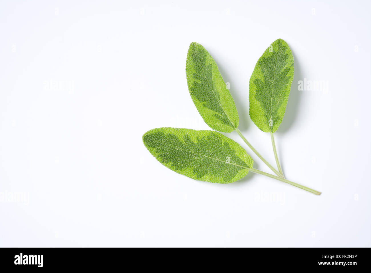 Frische grüne Salvia Officinalis Blätter auf weißem Hintergrund Stockfoto