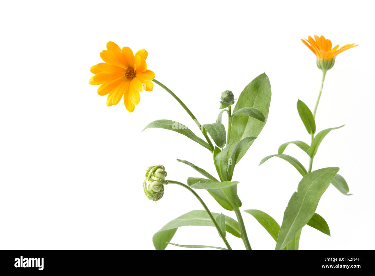 Frische Ringelblume mit orange Blume auf weißem Hintergrund mit Platz für text Stockfoto