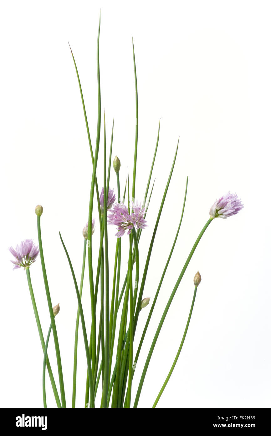 Schnittlauch mit lila Blüten auf weißem Hintergrund Stockfoto