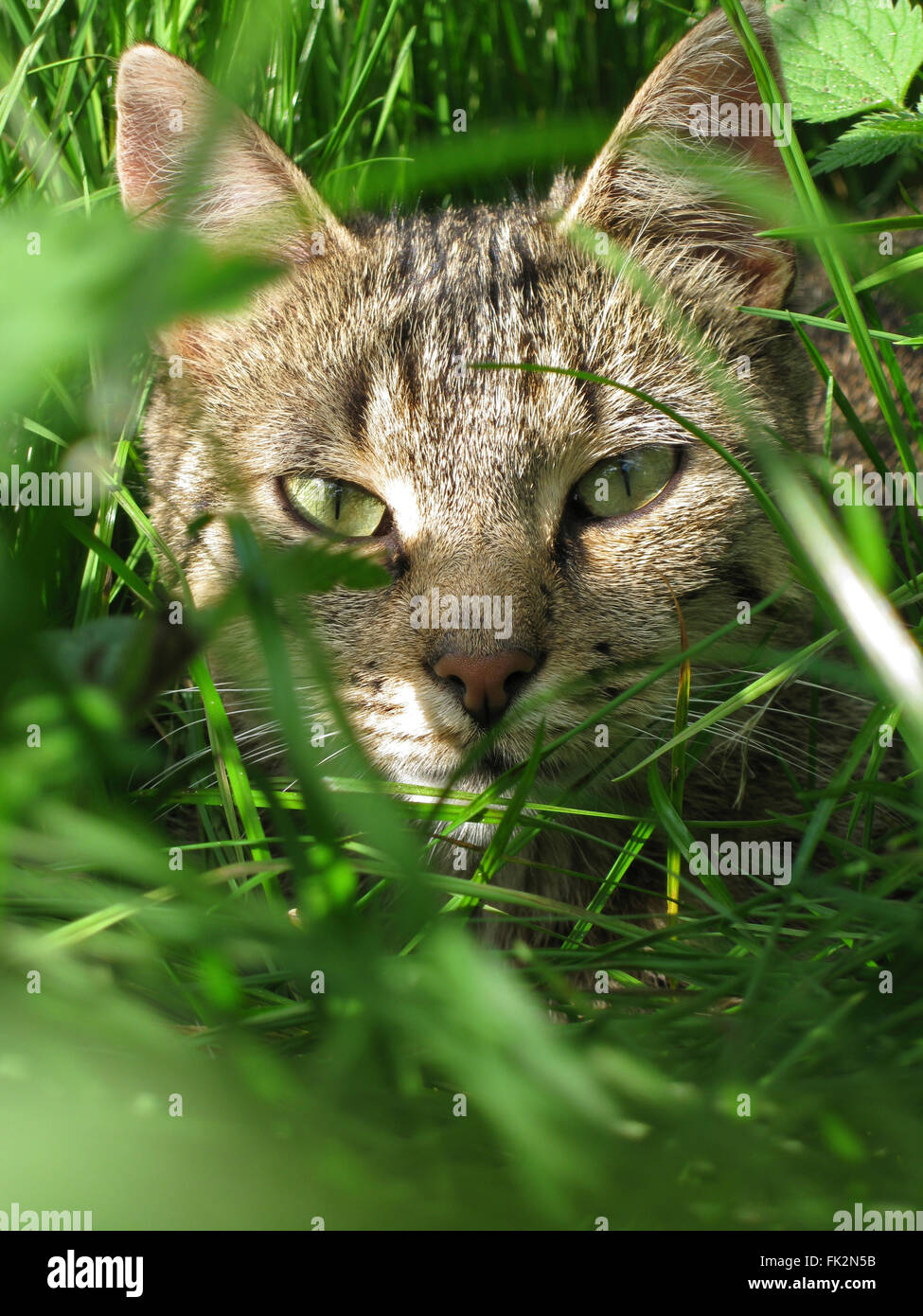 Porträt einer Katze auf der Suche durch den Rasen Stockfoto