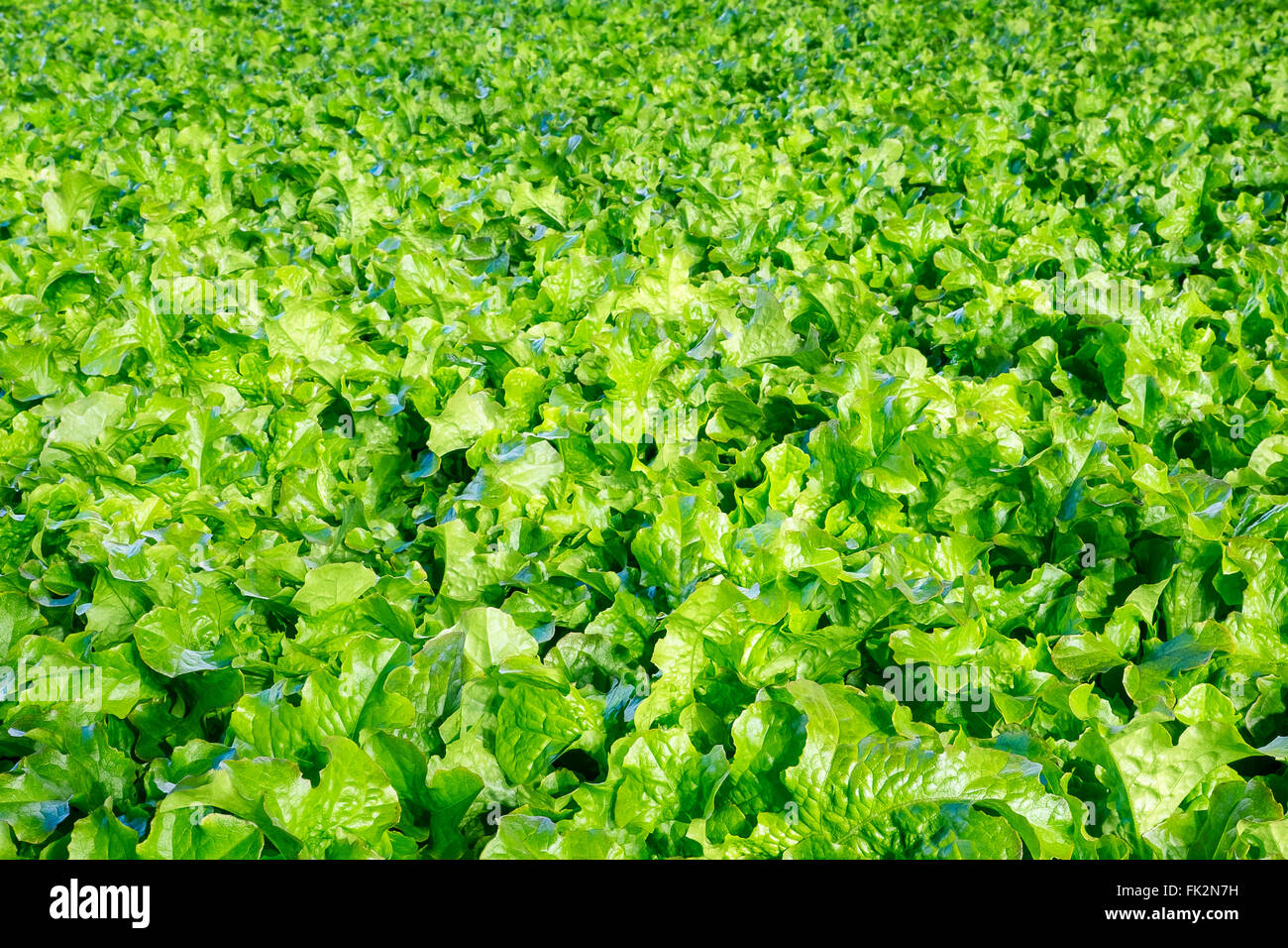 Hintergrund von frischem Bio-Salat Stockfoto