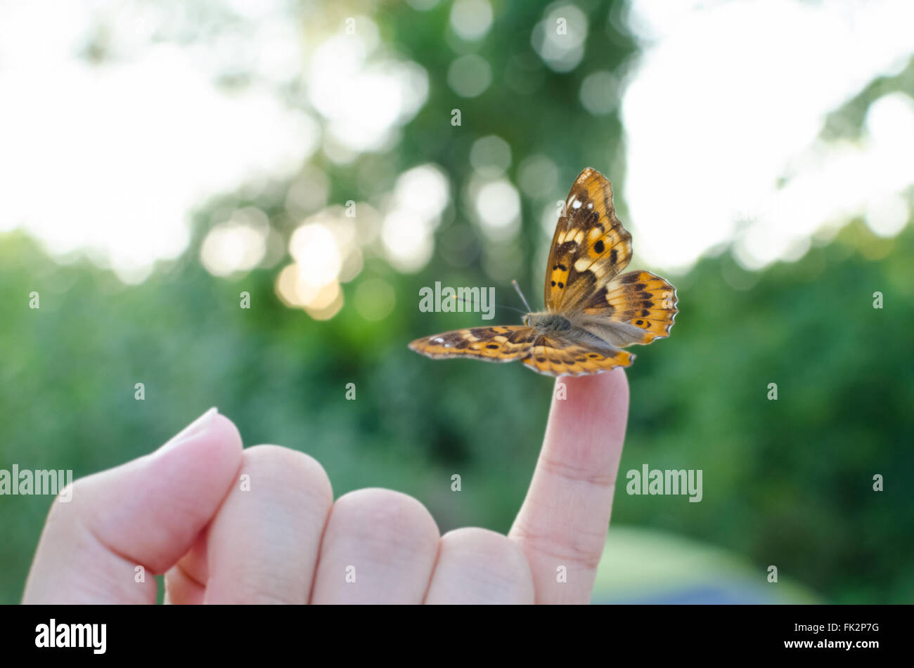 Freyer lila Kaiser Schmetterling am kleinen Finger Stockfoto