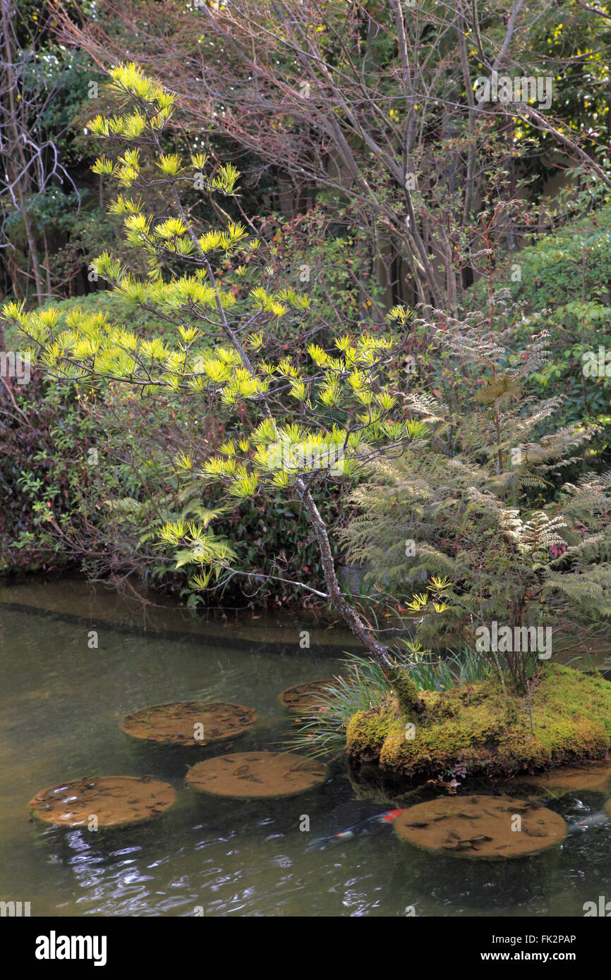 Japan, Kyoto, Taizo-in Tempel, Garten, Stockfoto