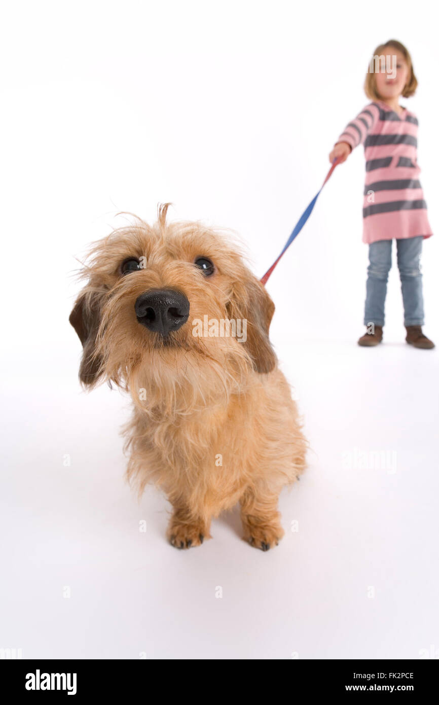 Kleiner Hund sucht neugierig in die Kamera auf weißem Hintergrund Stockfoto