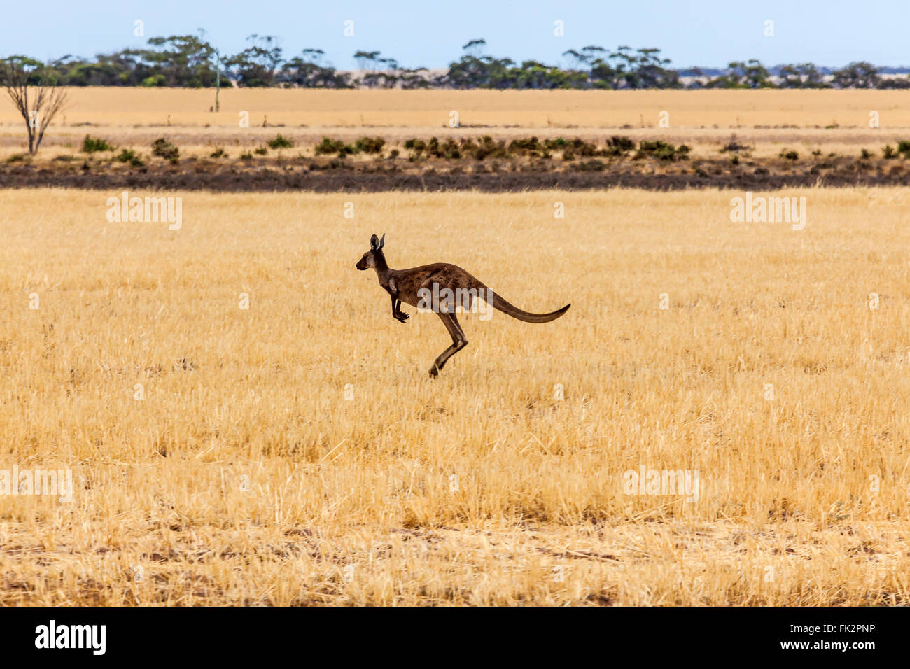 Kangaroo crossing geerntet Feld, Western Australia. Stockfoto
