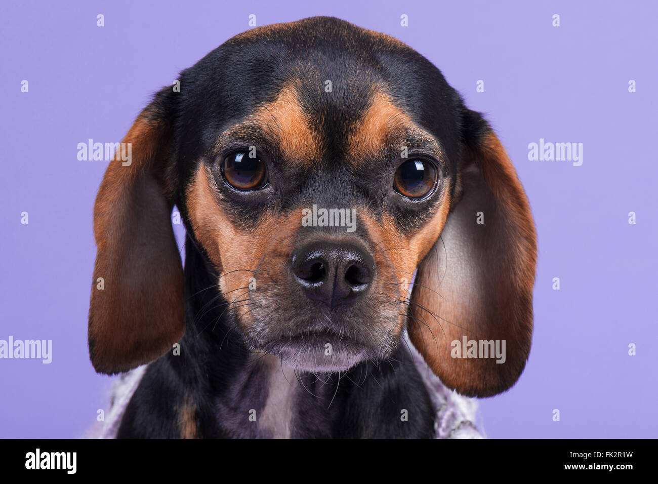 Nahaufnahme von niedlichen Hündchen Stockfoto
