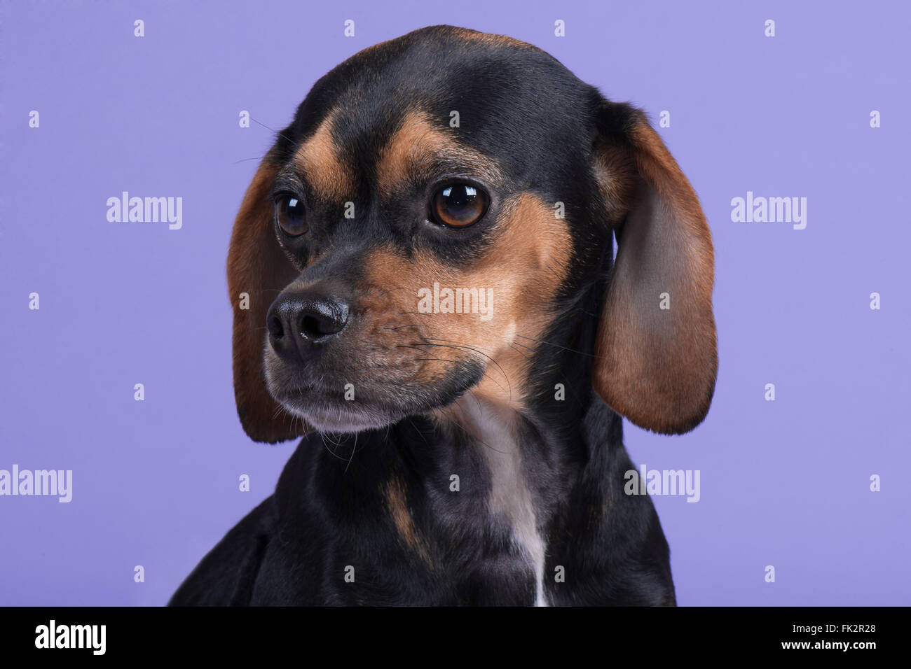 Beagle Mops Welpe Hundekopf geschossen Stockfotografie Alamy