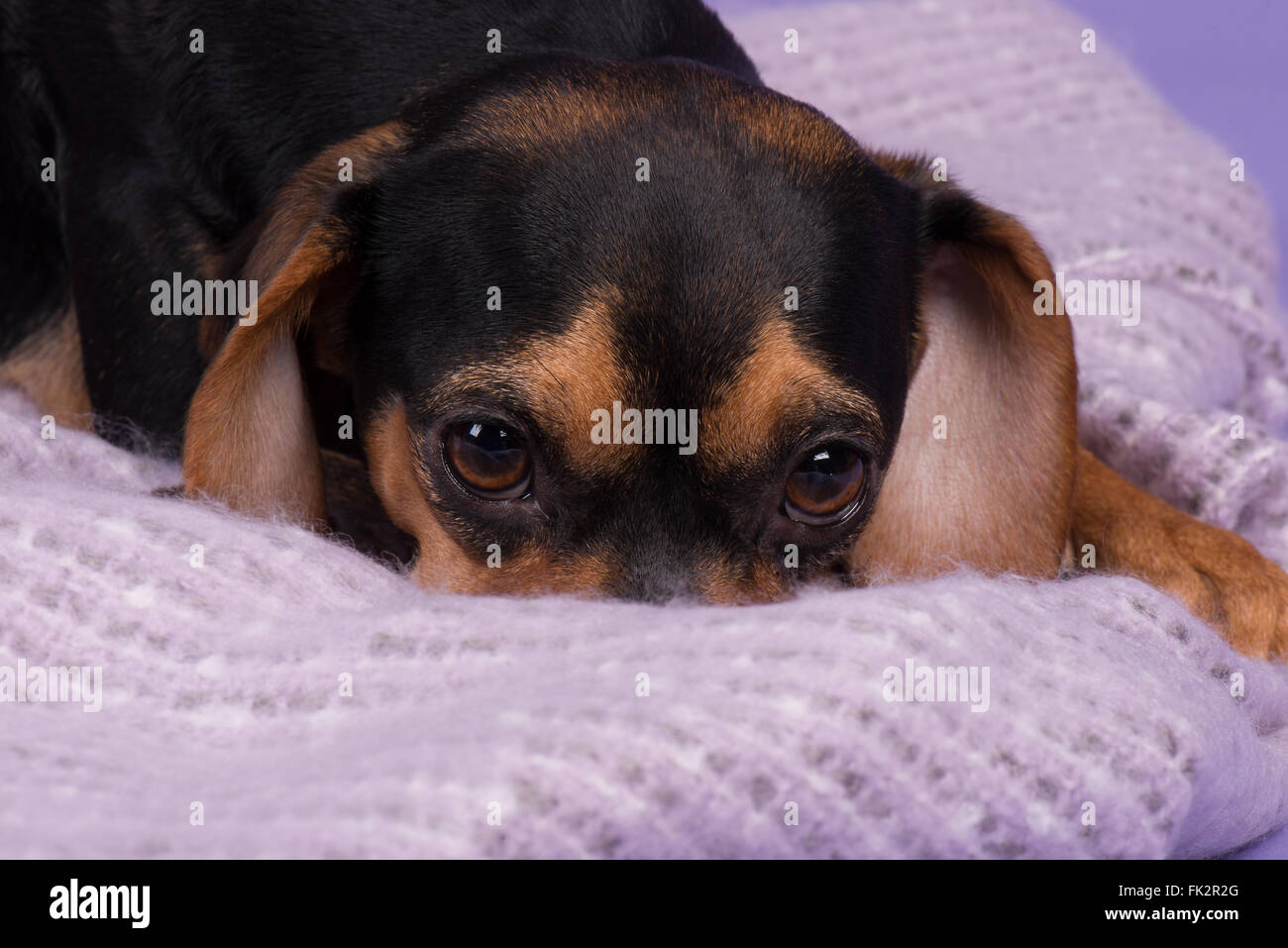 Hündchen in spähen in Decke Stockfoto