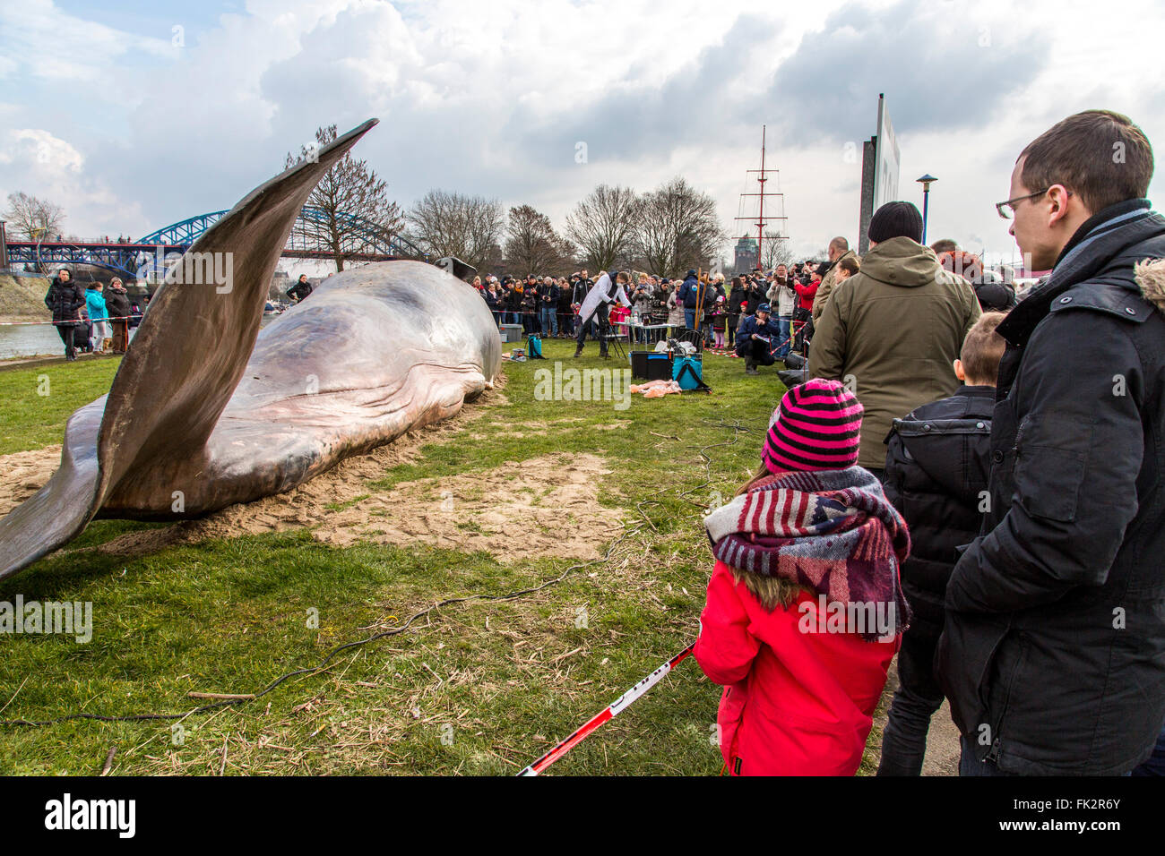 Gestrandeten Wal, eine Kunstperformance während der Duisburger Akzente, ein Kunstfestival in Duisburg, Deutschland, am Rhein, Stockfoto