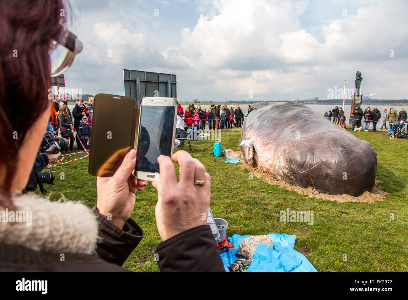 Gestrandeten Wal, eine Kunstperformance während der Duisburger Akzente, ein Kunstfestival in Duisburg, Deutschland, am Rhein, Stockfoto