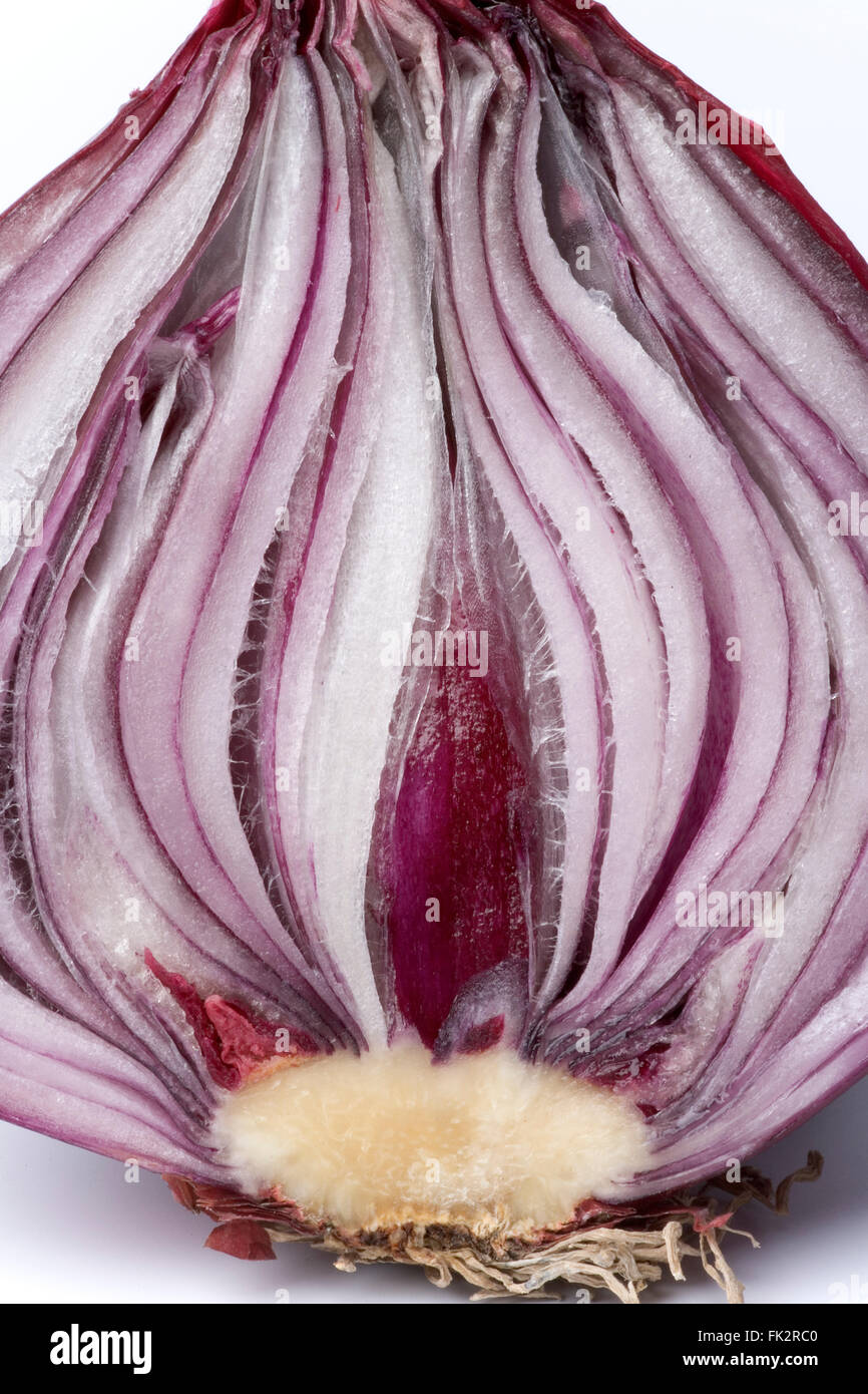Halbe frische rohe Zwiebel auf weißem Hintergrund Stockfoto