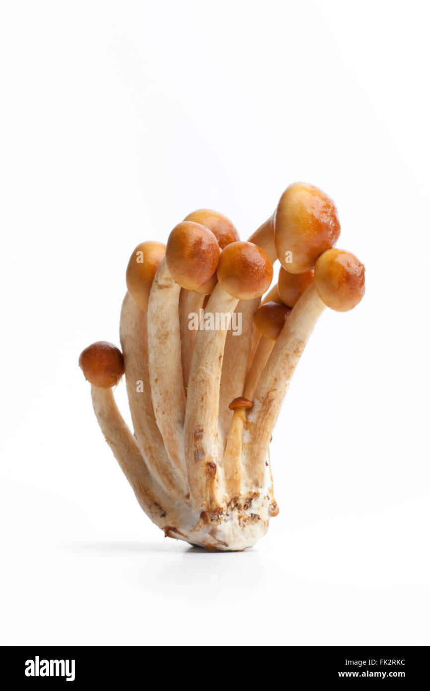 Frische rohe Stroh Pilze auf weißem Hintergrund Stockfoto