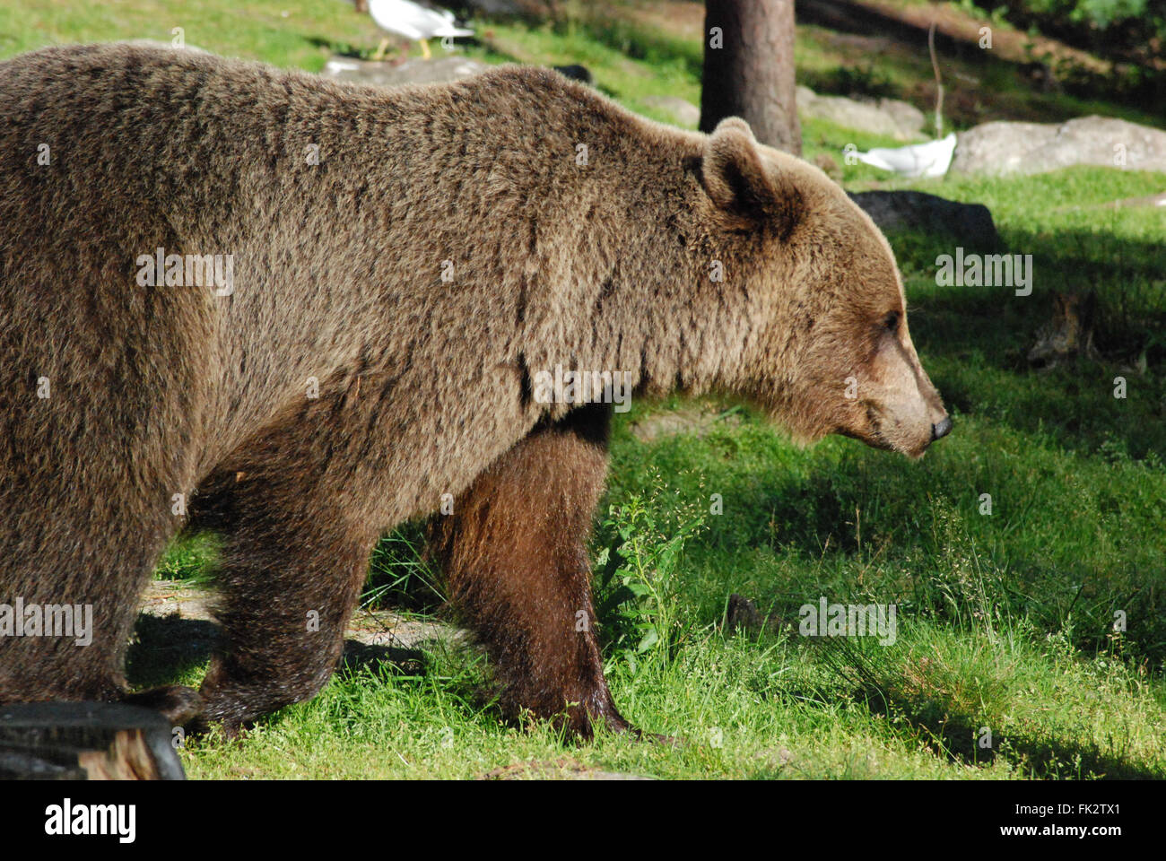 Europäischer Braunbär oder eurasische Braunbären (Ursus Arctos Arctos) in Taiga-Wald in Ostfinnland. Stockfoto