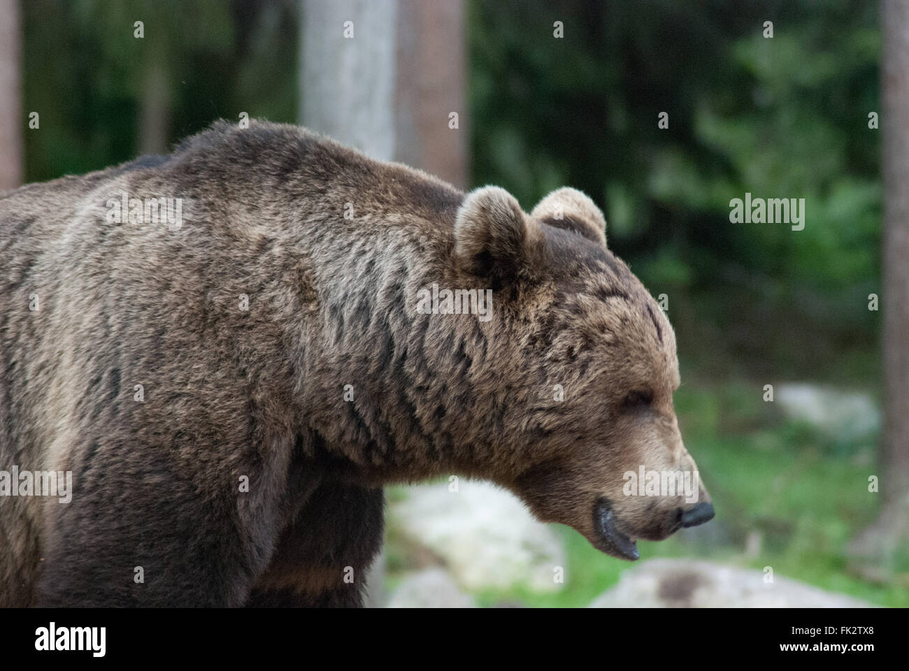 Europäischer Braunbär oder eurasische Braunbären (Ursus Arctos Arctos) in Taiga-Wald in Ostfinnland. Stockfoto
