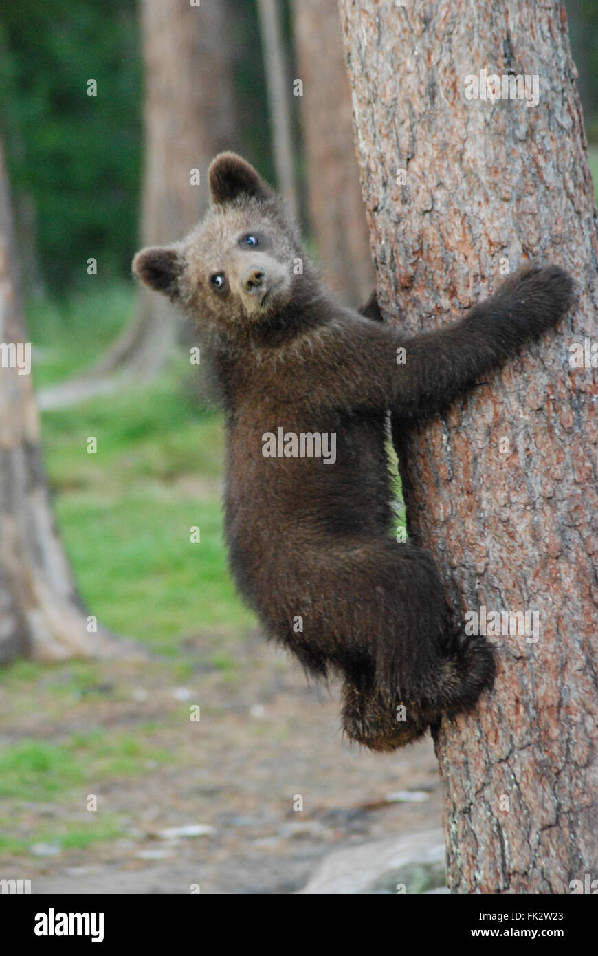 Europäischer Braunbär oder eurasische Brown Bear Cub (Ursus Arctos Arctos) Kletterbaum in Taiga-Wald in Ostfinnland. Stockfoto