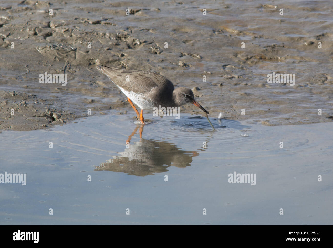 Rotschenkel (Tringa totanus) Fütterung, mit langem Wurm, UK. Stockfoto