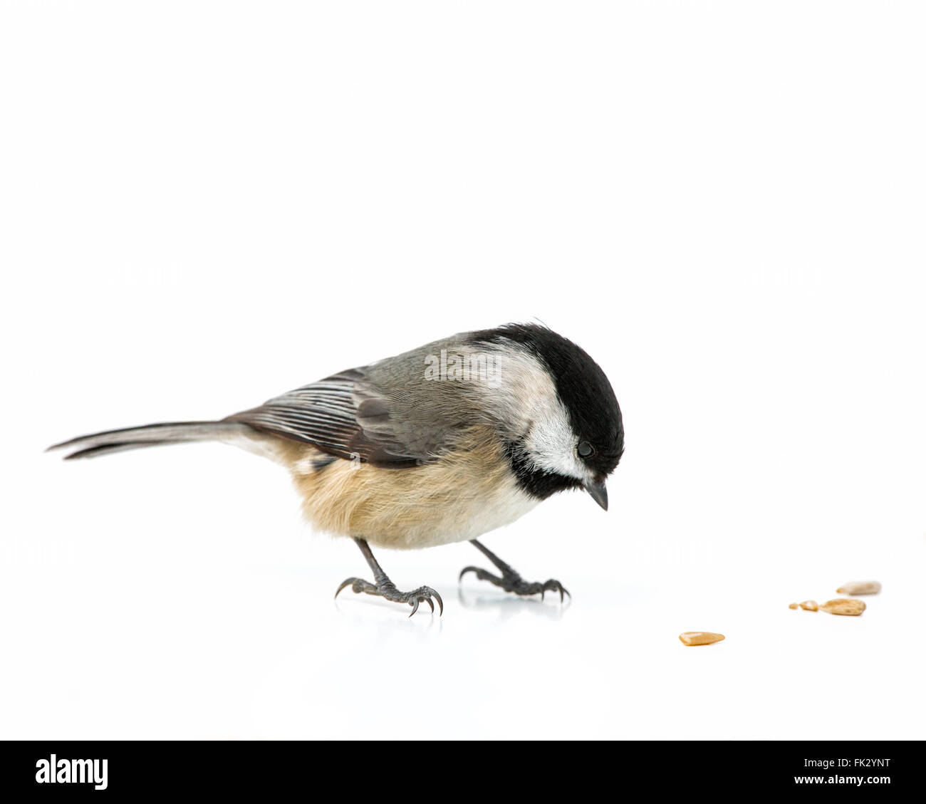 Ein Carolina Meise auf einem weißen Hintergrund Pinienkerne Essen. Stockfoto