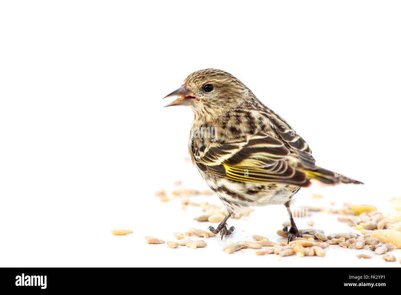 Eine Kiefer Zeisig auf einem weißen Hintergrund Pinienkerne Essen. Stockfoto