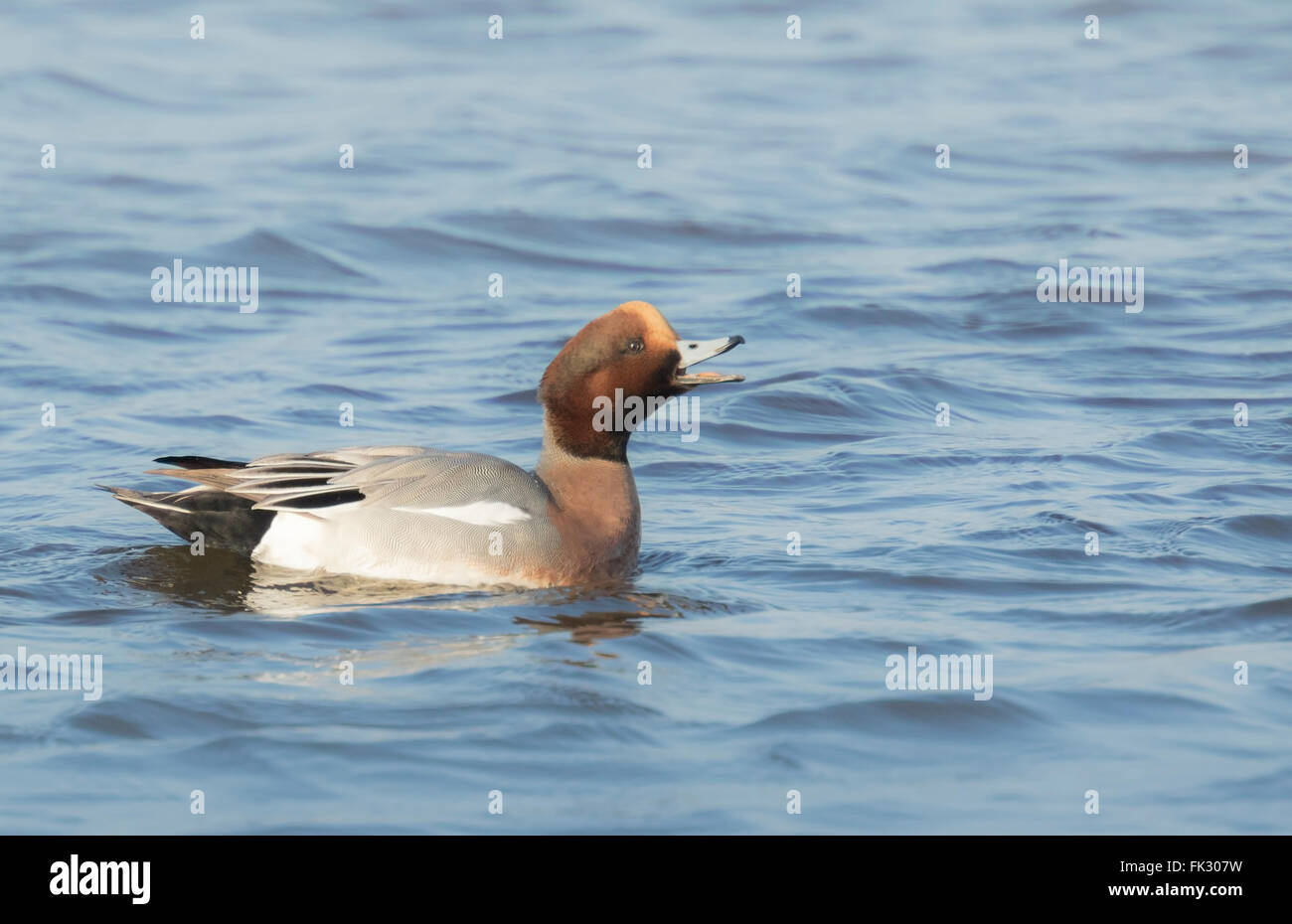 Männliche eurasischen Pfeifenten Anas Penelope schwimmen auf die Kokosblättern putzen und breitet seine Flügel. Stockfoto