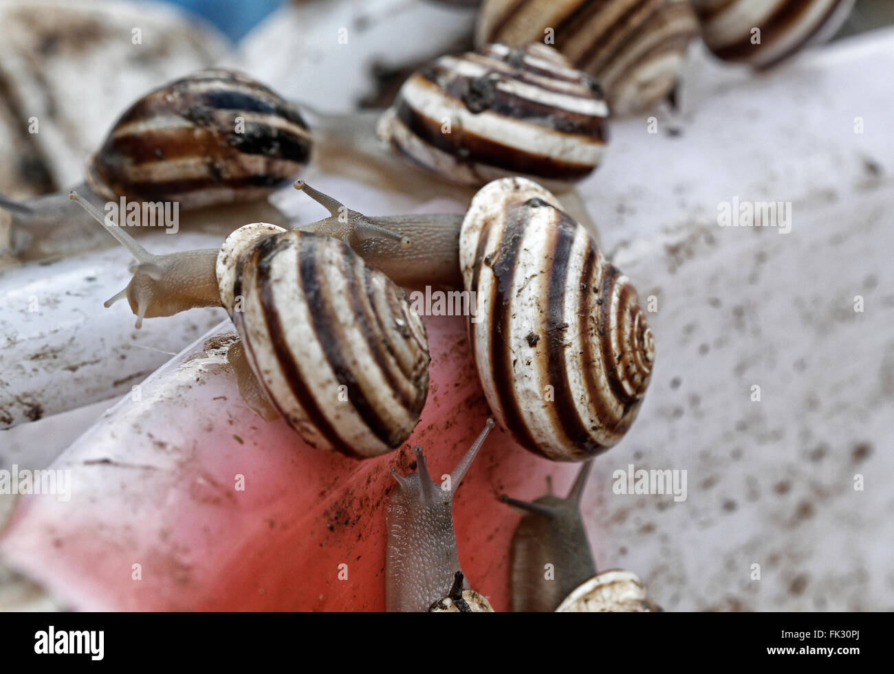 In Spanien sind Schnecken eine typische Mahlzeit. Hier zubereitet einige Schnecken, in einem Markt zu verkaufen. Stockfoto