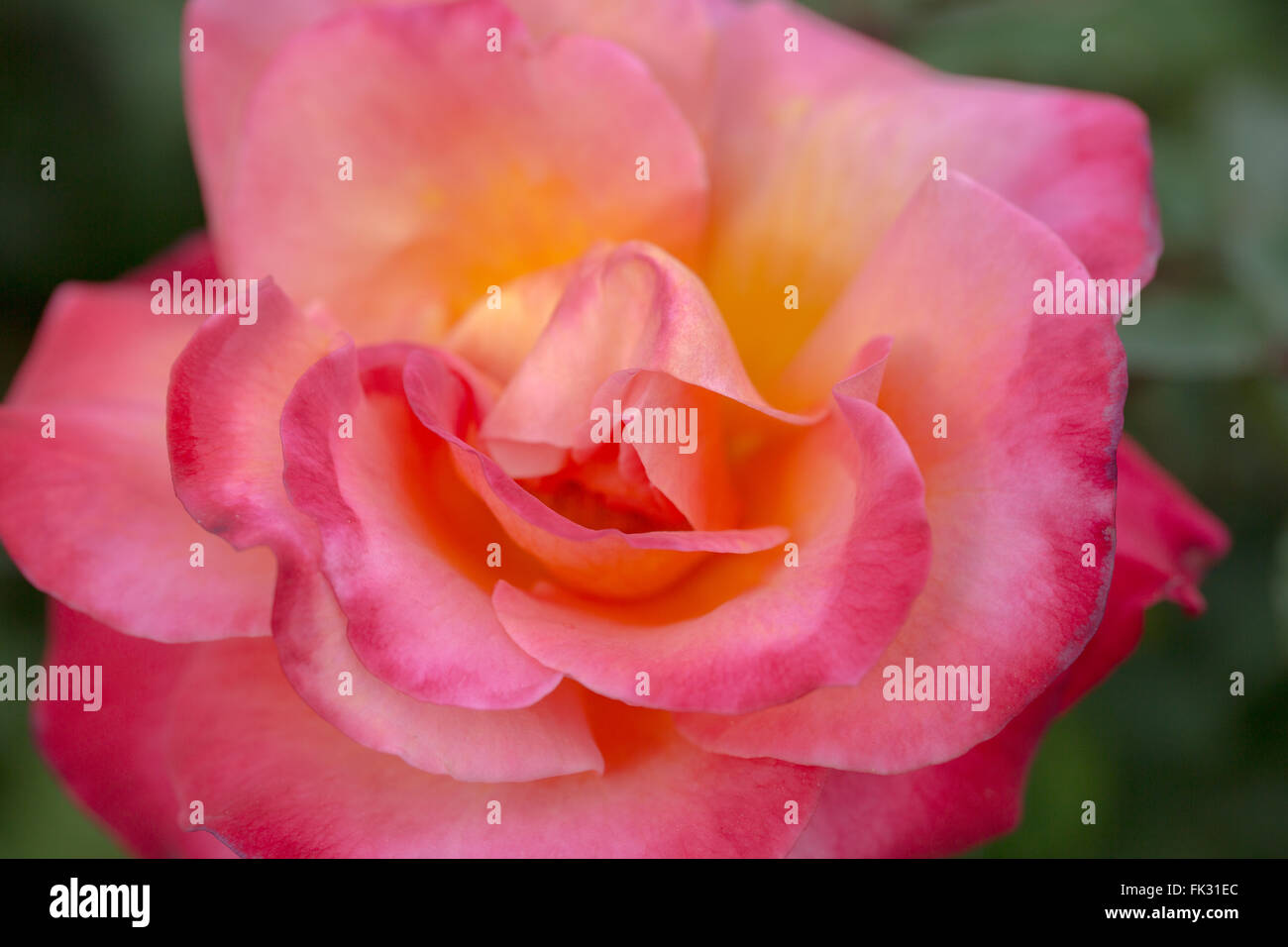 Damaszener Rose - Rosa damascena Stockfoto