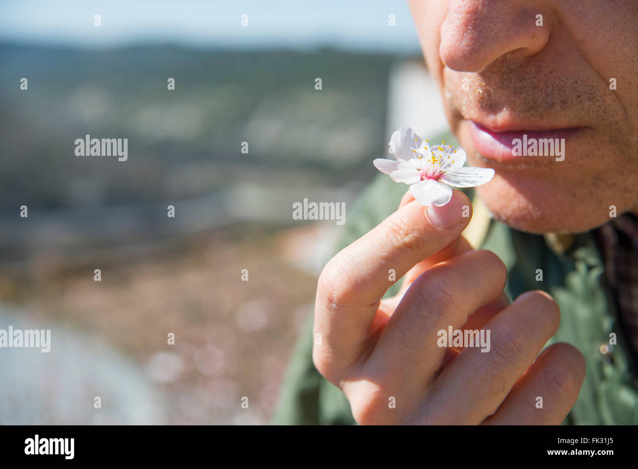 Mann eine Mandelbaum Blüte schnüffeln. Schließen Sie die Ansicht. Stockfoto