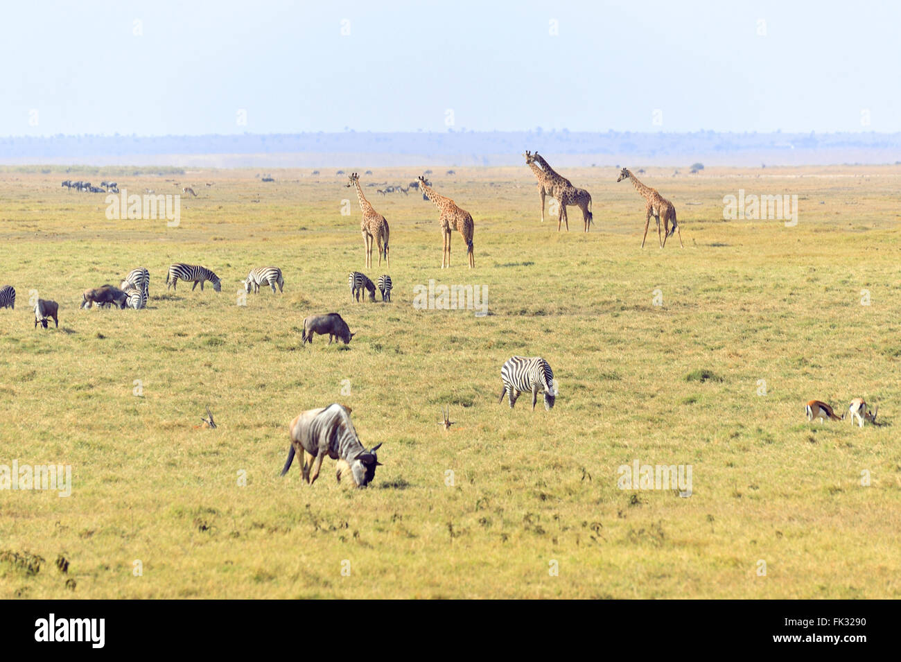 Afrikanische Savanne mit verschiedenen Tieren, Kenia Stockfoto