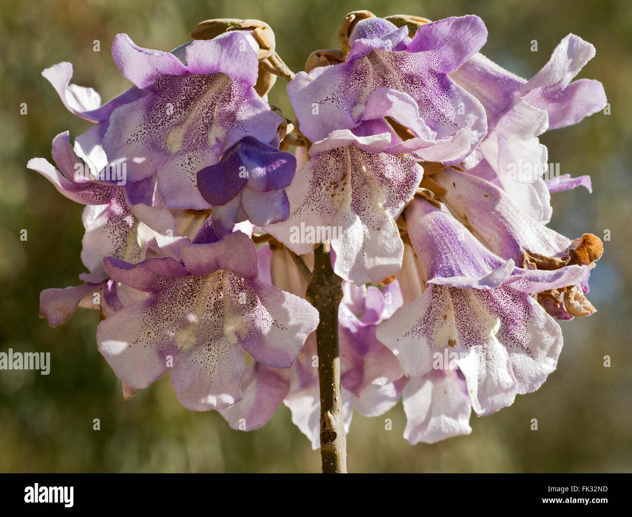 Paulownia Imperialis (Paulownia Tomentosa, Paulownia Imperialis) Blüte, Sardinien, Italien Stockfoto