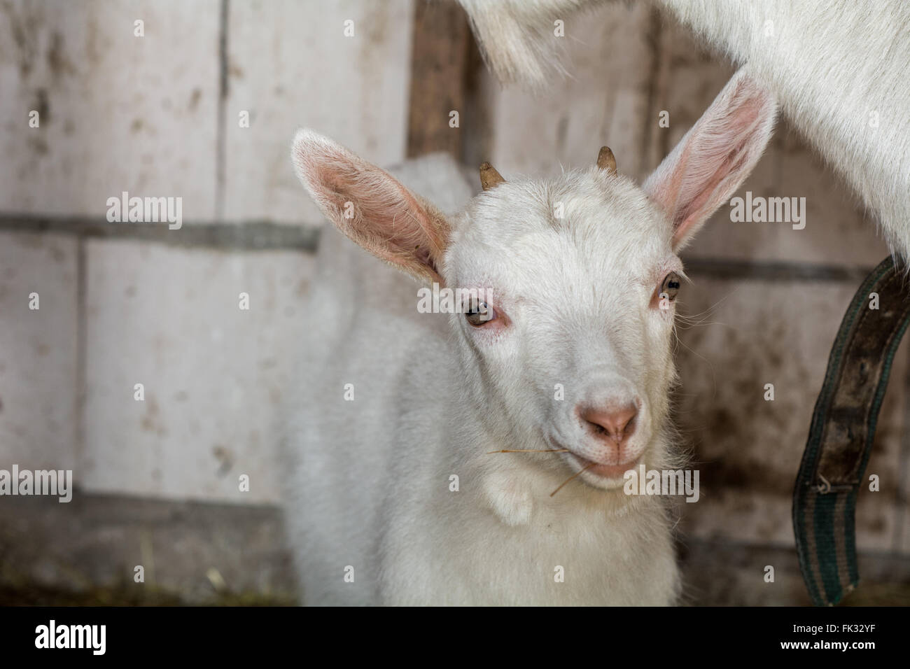 Weiße Baby Ziege stehend in einem schmutzigen Stall Stockfoto