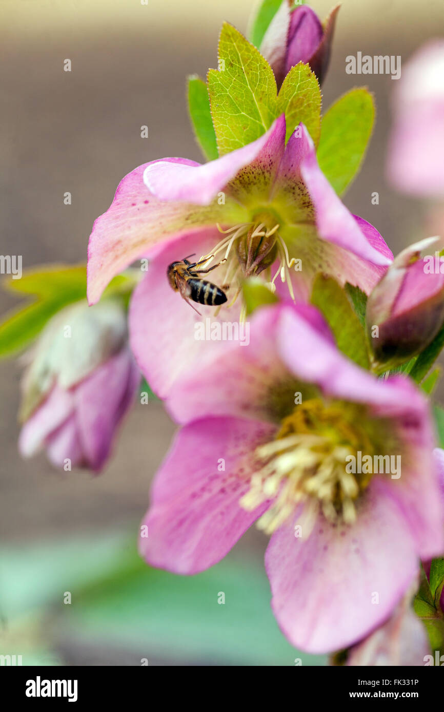 Fastenrose Helleborus Biene in Blume Hellebores Blumen Weihnachten Rose Honig Biene auf der Suche in der Blüte Winterblühende Pflanze blühende Helleborus-Biene Stockfoto