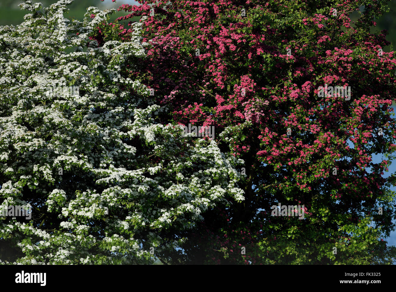 Weißen und roten Blüten des Weißdorns (Crataegus), Niederrhein, Nordrhein-Westfalen, Deutschland Stockfoto