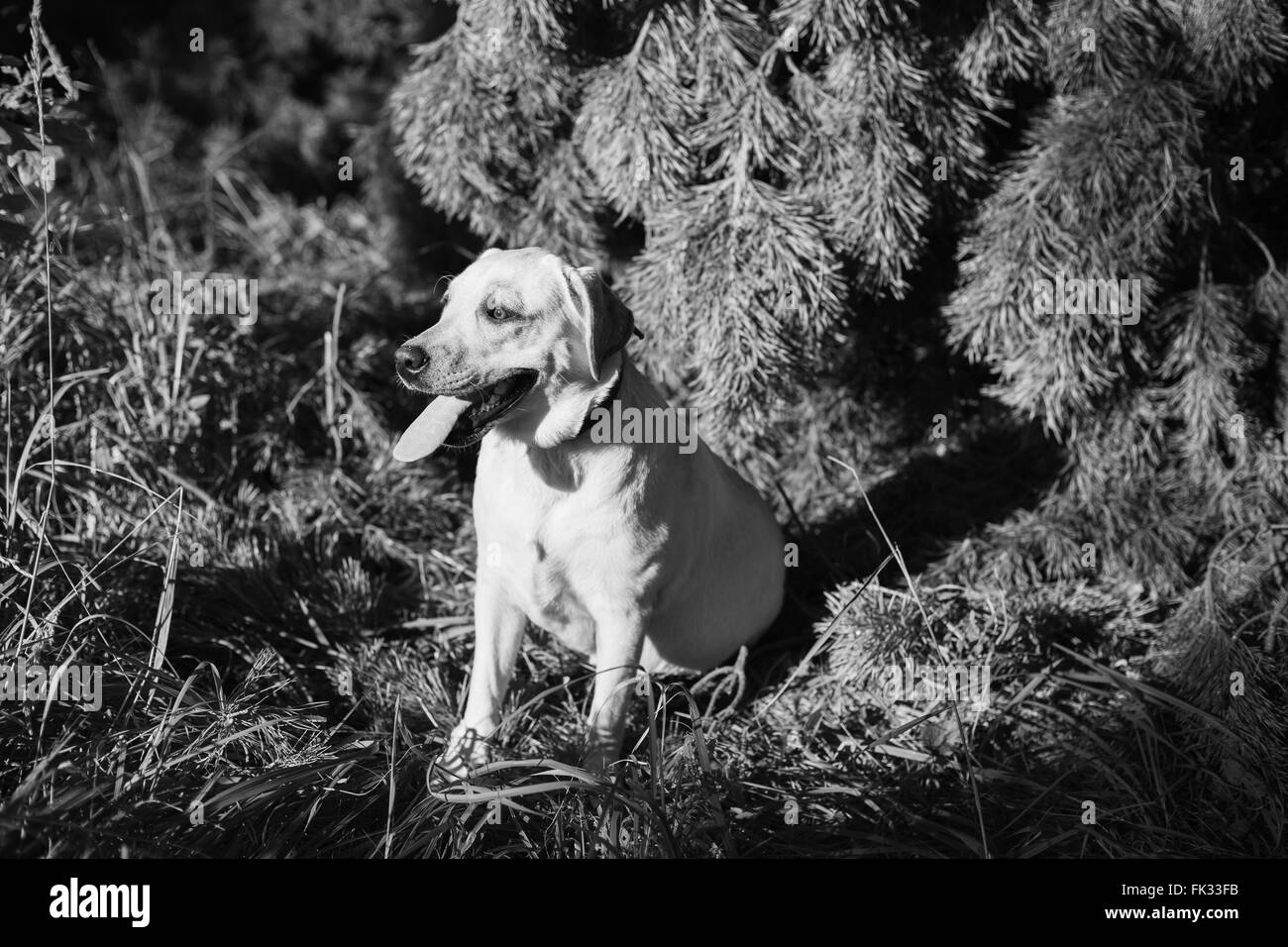 Glücklich weißen Labrador Retriever Hund Wald Gras sitzen. Schwarz und weiß Farben Foto. Stockfoto