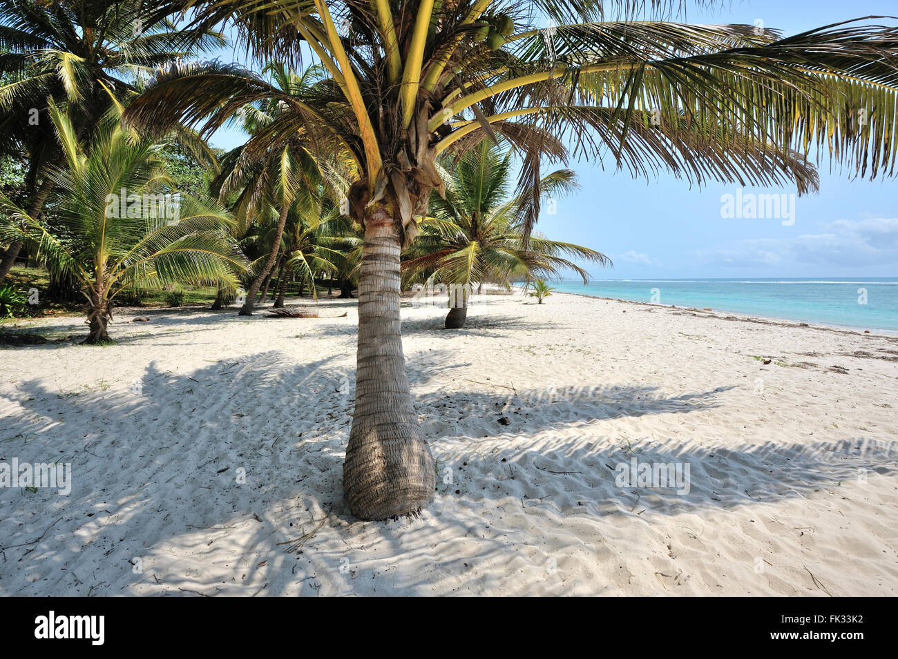 Palm-Blick auf das Meer am weißen Sandstrand Stockfoto