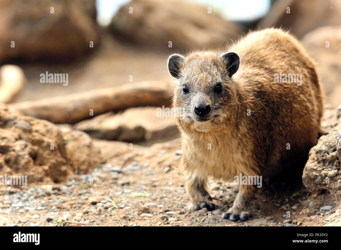 Schliefer, Familie, Clips am Nakurusee Reserve, Kenia Stockfoto
