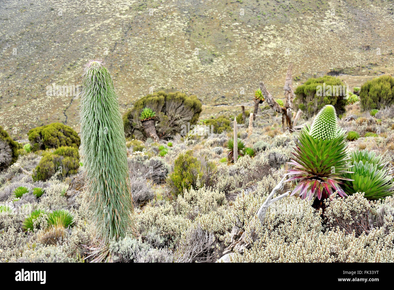 Telekii Lobelia (links) und Senecio am Mount Kenya, typische Arten Stockfoto