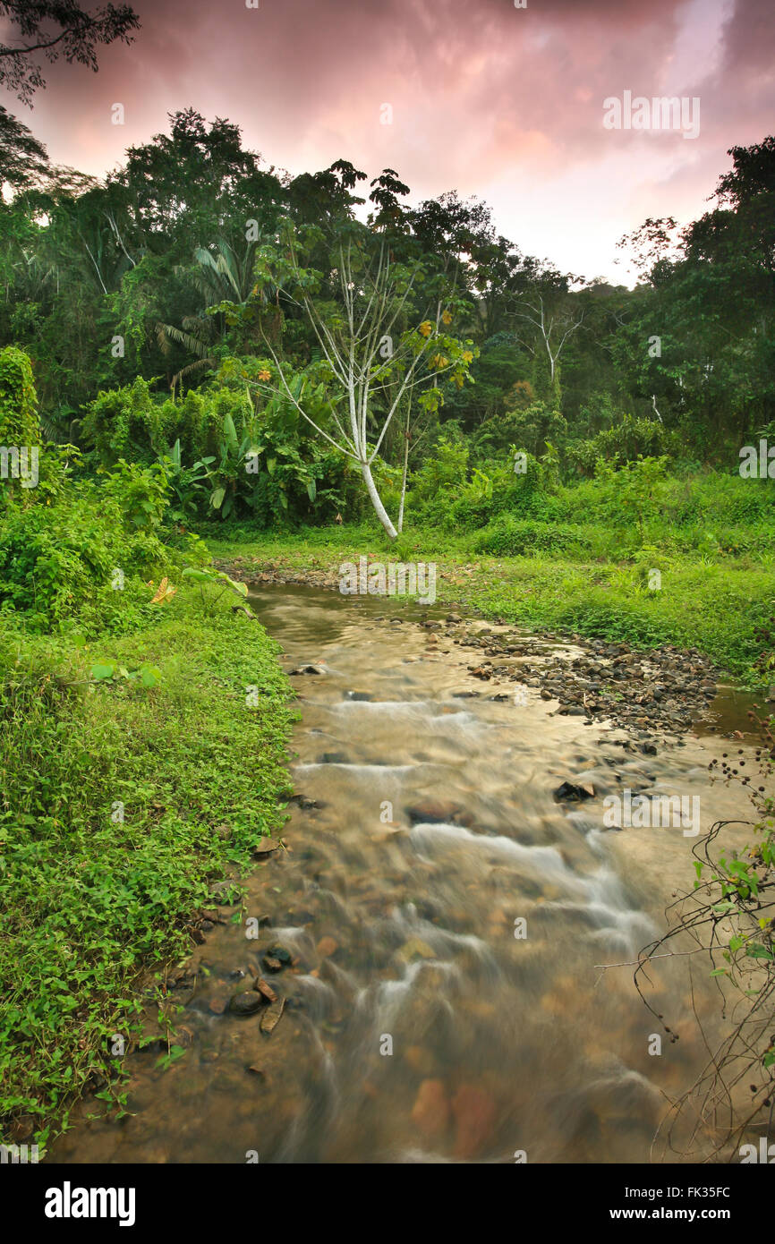 Sonnenuntergang im Regenwald in der Nähe von Cana im Nationalpark Darien, Republik von Panama. Stockfoto