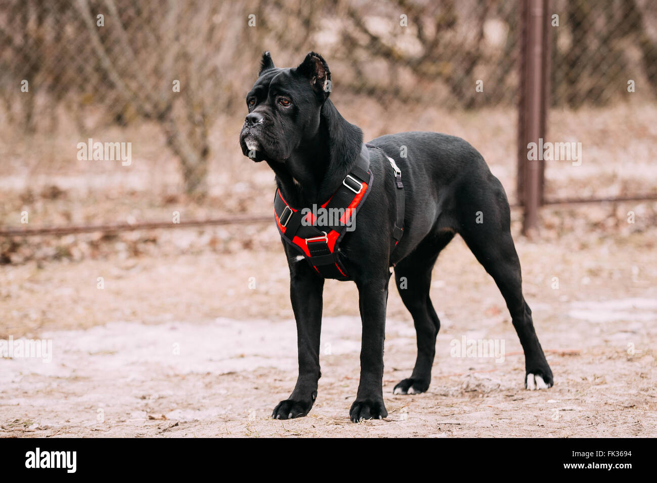 Schwarze junge Cane Corso Welpen Hund im Freien. Große Hunderassen Stockfoto