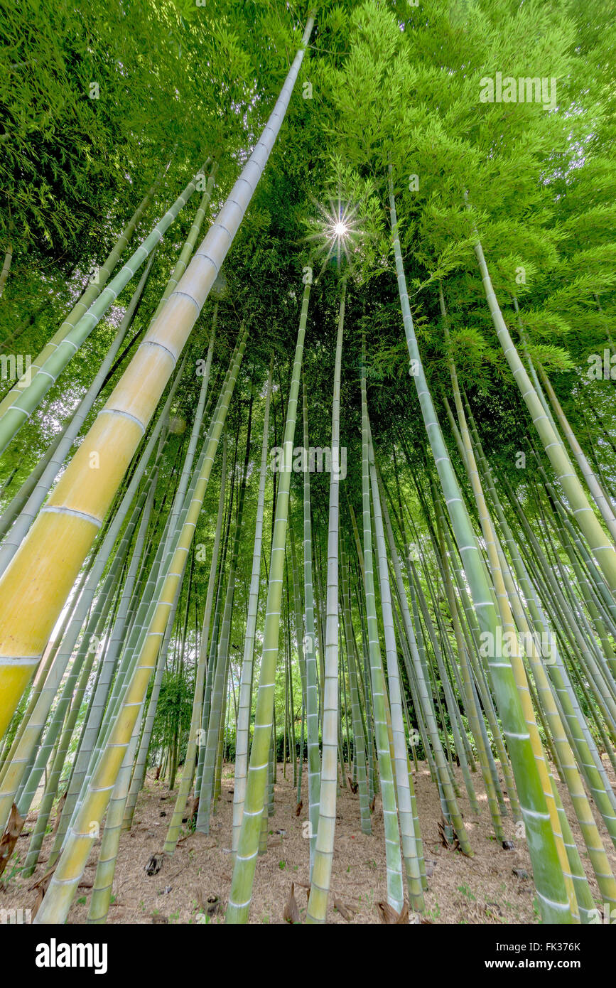Wald bambus japan sonne -Fotos und -Bildmaterial in hoher Auflsung  Alamy