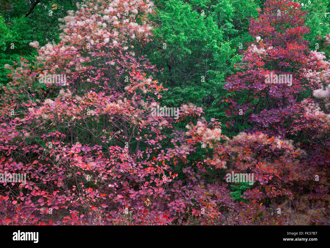 Schöne Herbst Natur Hintergrund mit bunten Blättern auf Ast im Wald. Abstrakt. Toning-Vintage Stockfoto