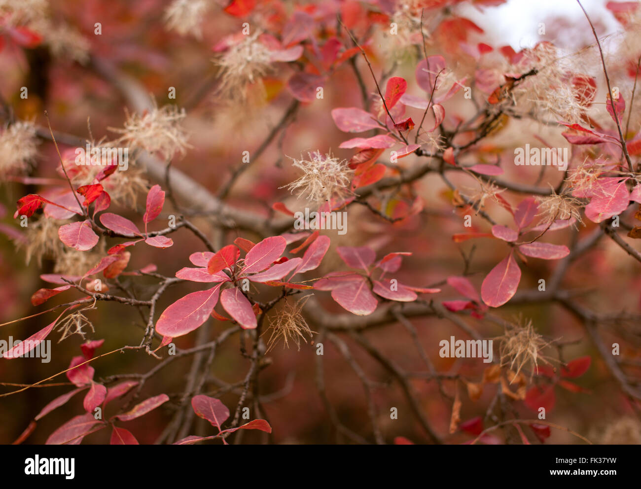Schöne Herbst Natur Hintergrund mit bunten Blättern auf Niederlassung in soft-Fokus. Abstrakt. Toning-Vintage Stockfoto