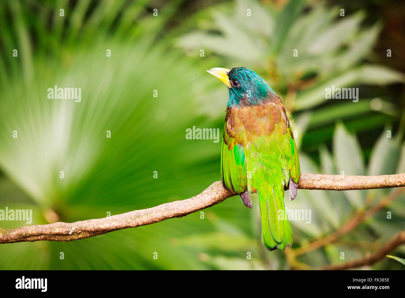 Exotisch bunten Vogel auf einem Ast Stockfoto