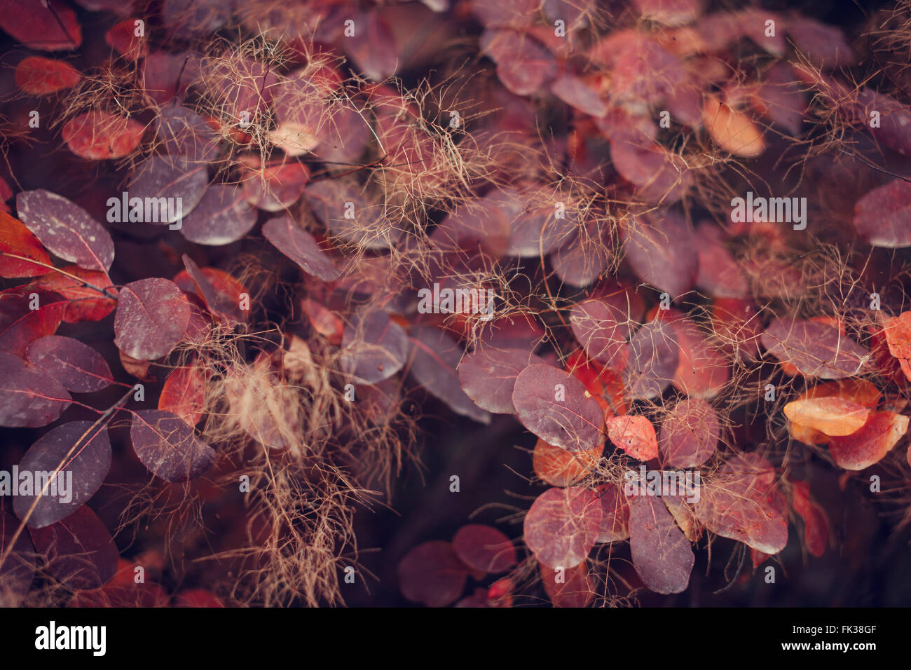 Schöne Herbst Natur Hintergrund mit bunten Blättern auf Niederlassung in soft-Fokus. Abstrakt. Toning-Vintage Stockfoto