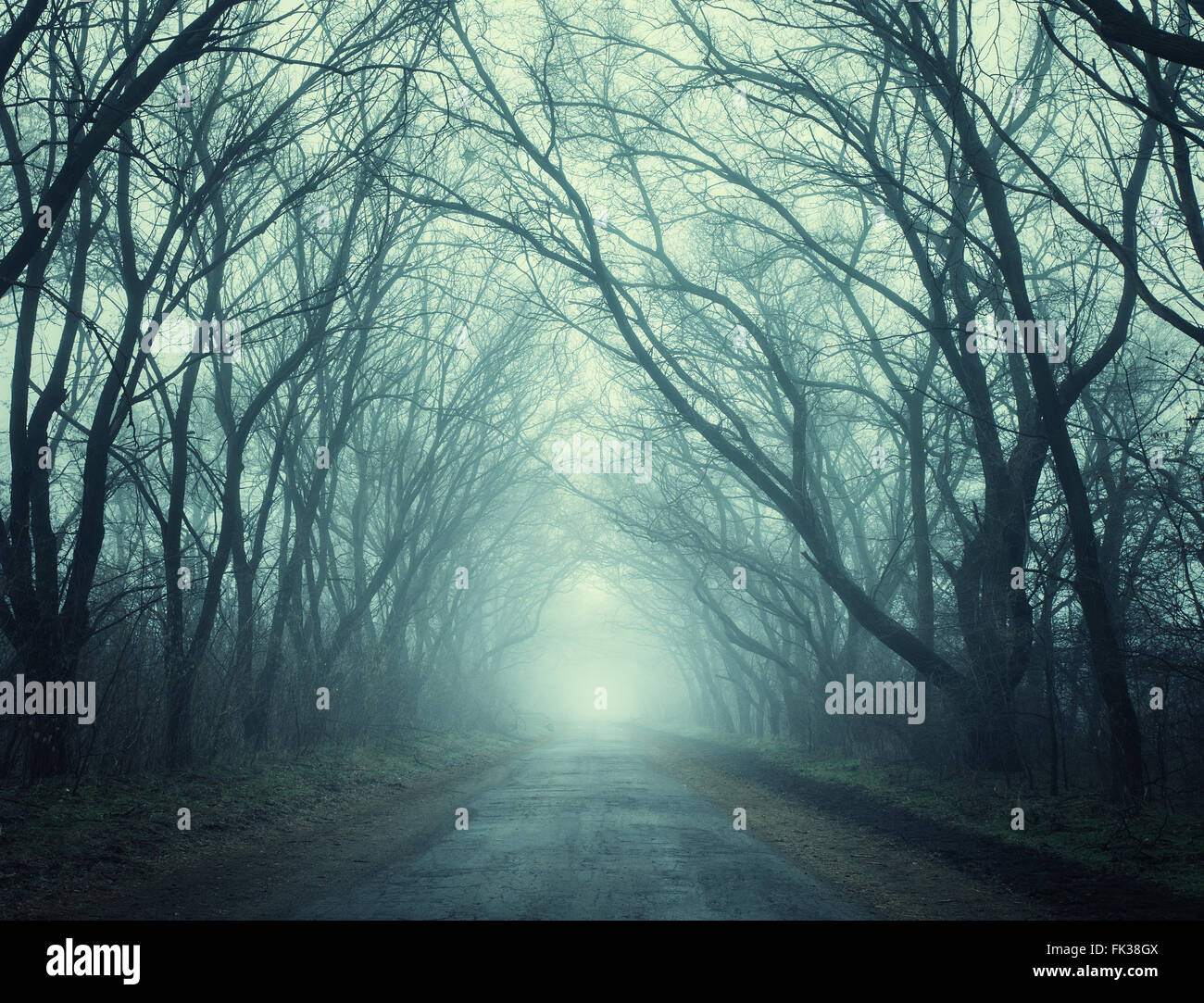 Die Straße, auf der Durchreise beängstigend geheimnisvollen Wald mit grünem Licht im Nebel im Herbst. Magische Bäume. Nebligen Naturlandschaft Stockfoto