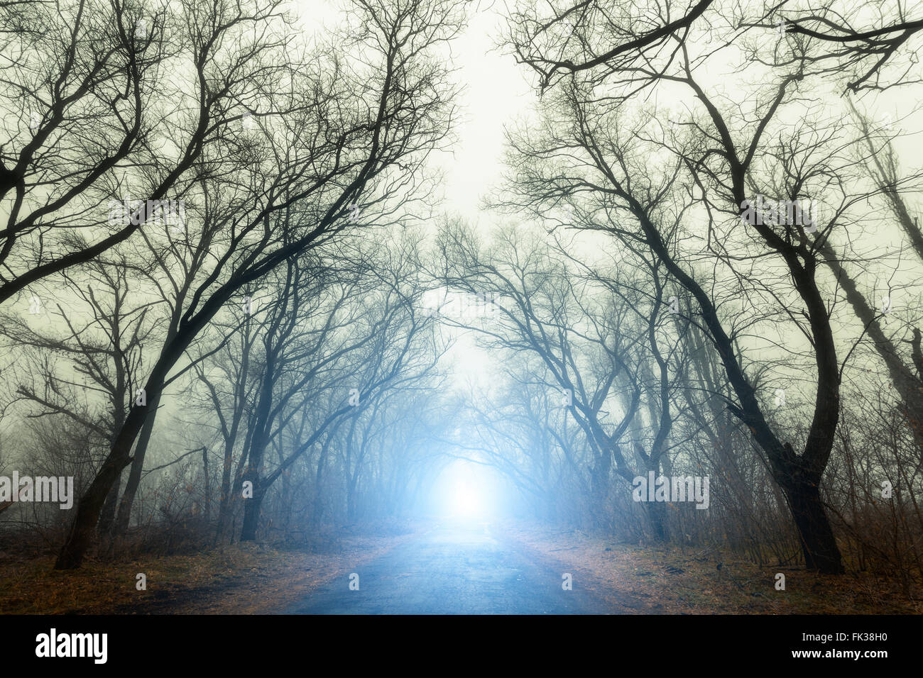Die Straße, auf der Durchreise beängstigend geheimnisvollen Wald mit blauem Licht im Nebel im Herbst. Magische Bäume. Nebligen Naturlandschaft Stockfoto