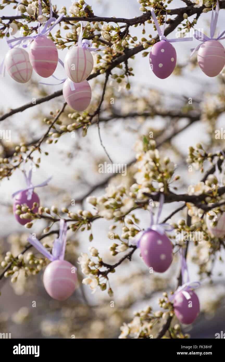 Lila Ostereier hängen an einem blühenden Pflaumenbaum Stockfoto